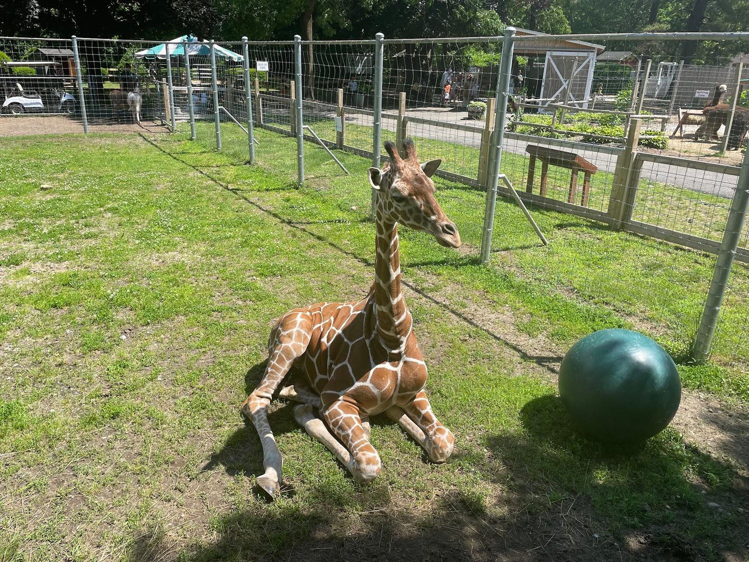 Bobo the giraffe recently celebrated his 2nd birthday.